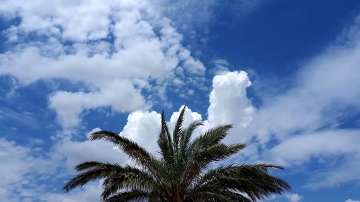 sky / cloud /plam tree