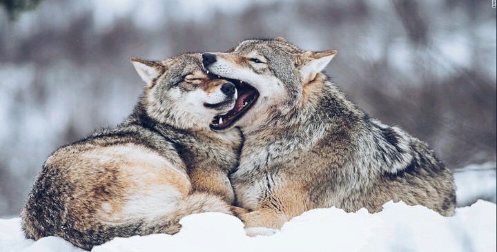 wolf
