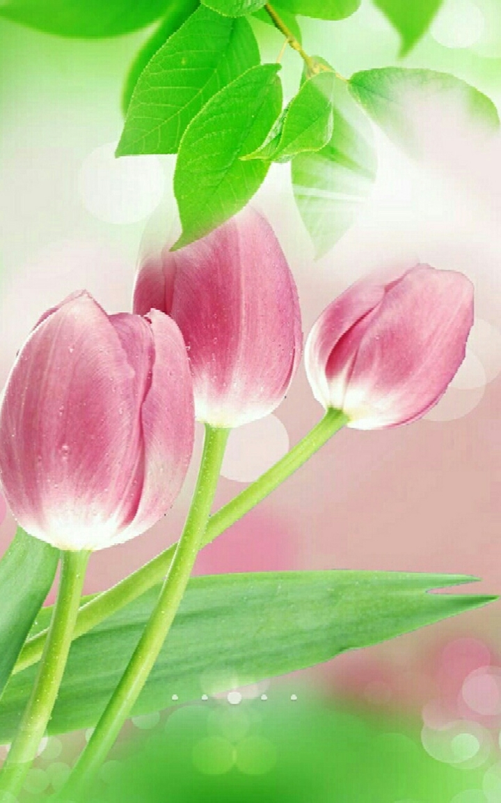 tulip