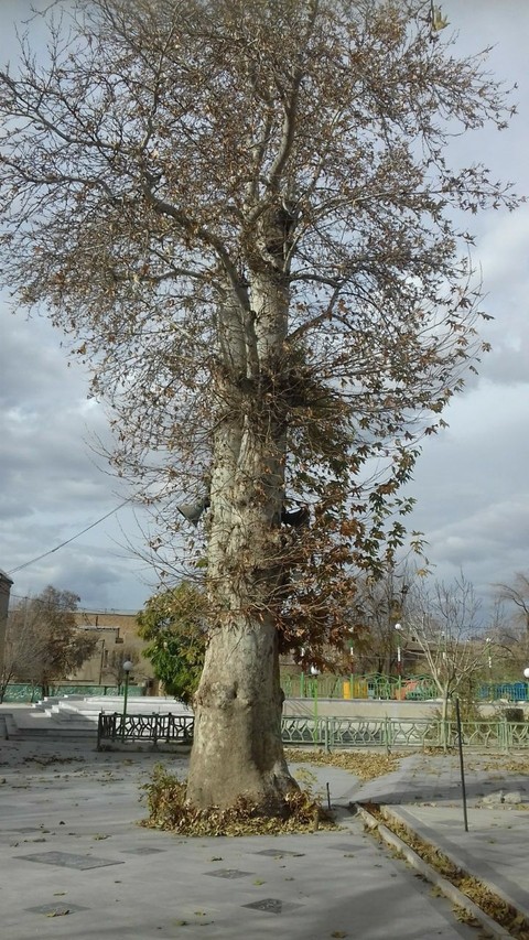 tree