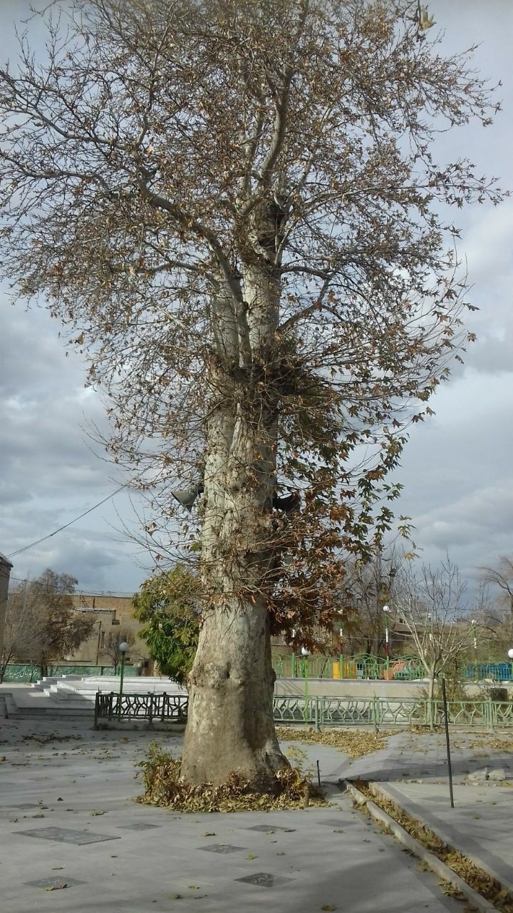 tree