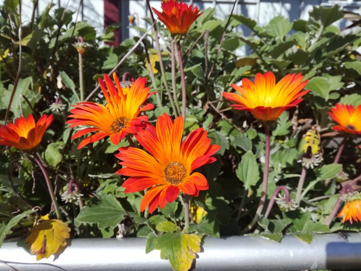 Orange beauties .