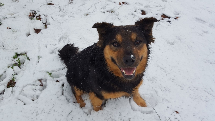 My doggo,  Dexter