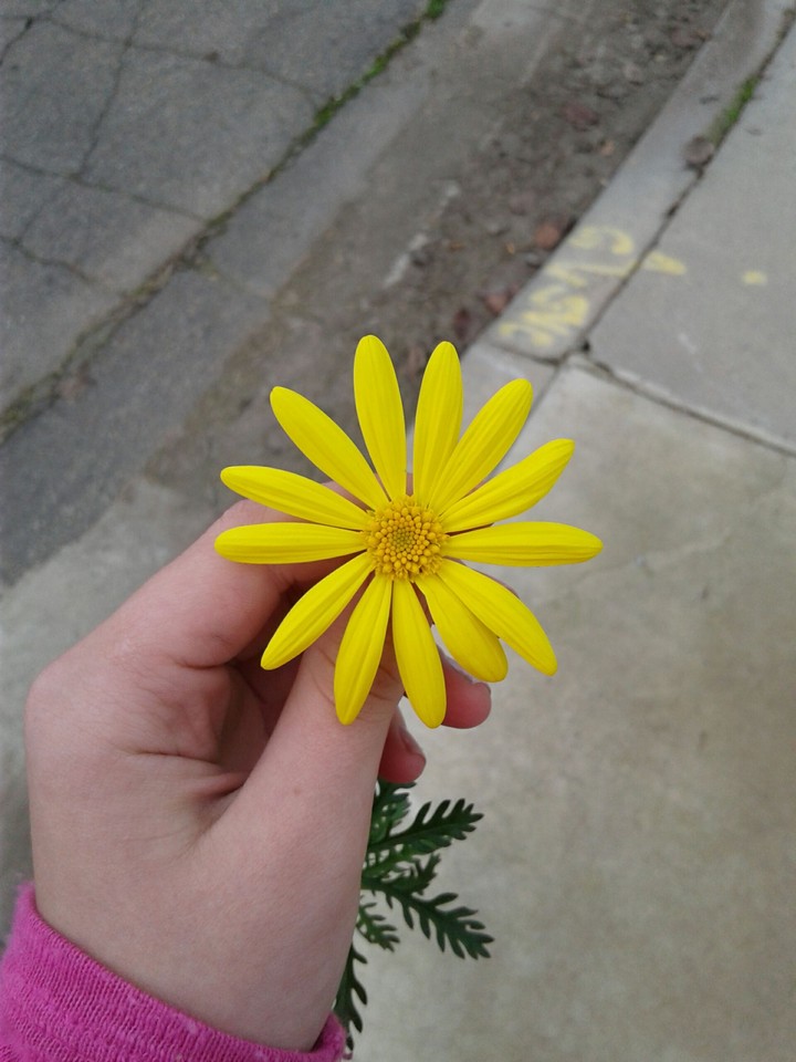 holding a flower