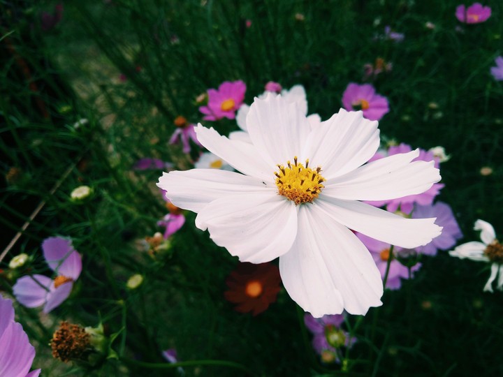 Happiness radiates like the fragrance from flower