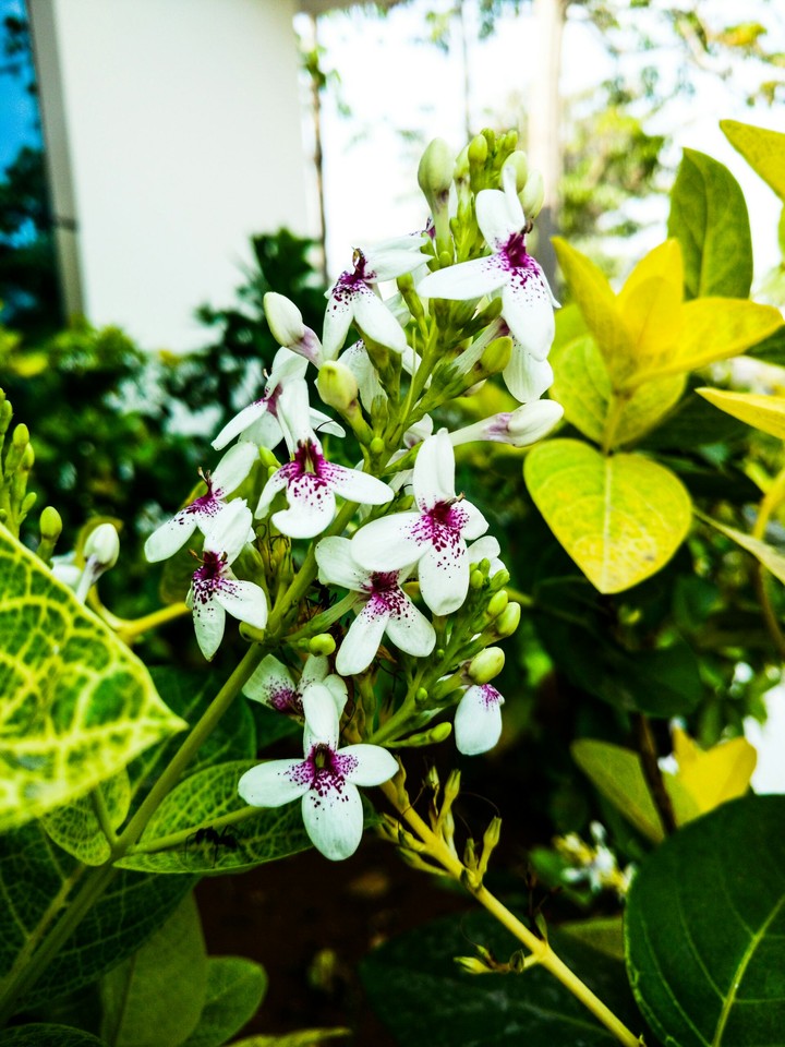 flowers