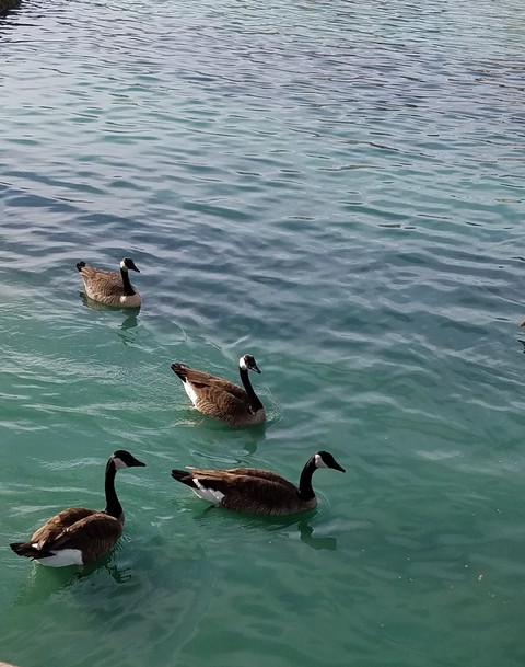 Ducks