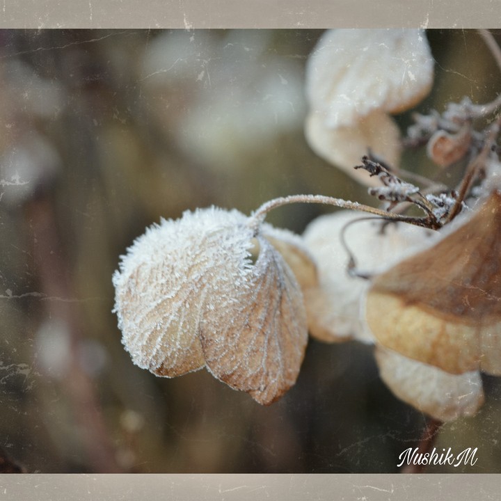 winter glow with NushikM