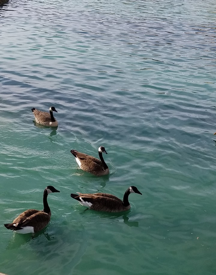 Ducks