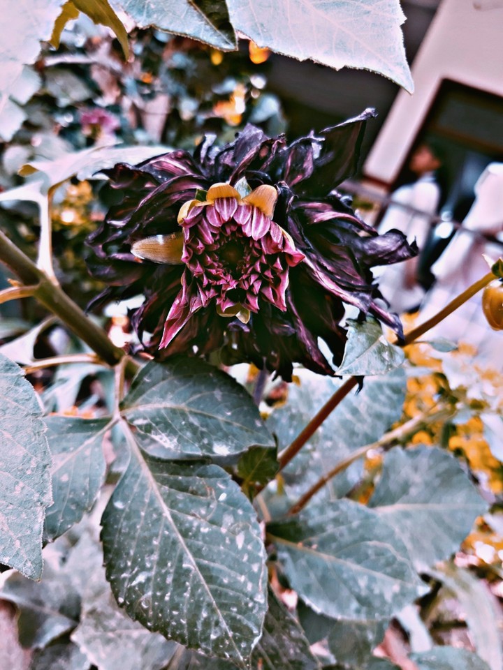 flower