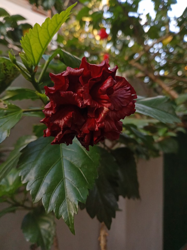 Hibiscus