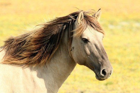 Pasture Horse