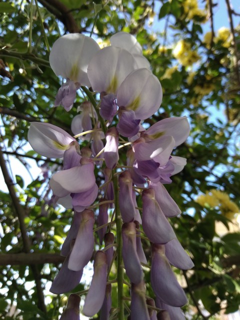 flowers???????