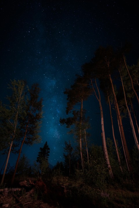 Night scape trees