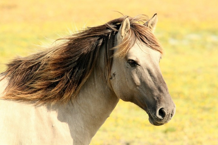 Pasture Horse