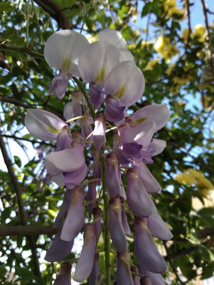 flowers???????