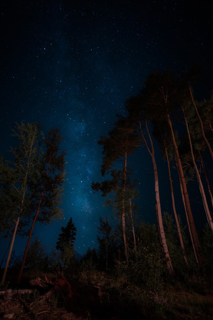 Night scape trees