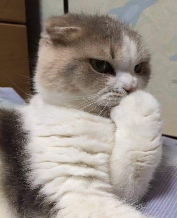 (=^･ｪ･^=)