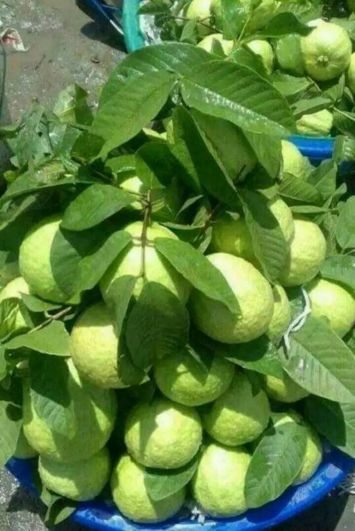 guavas