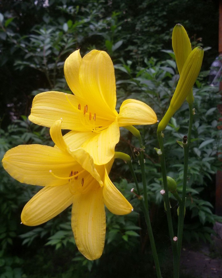 Lily
