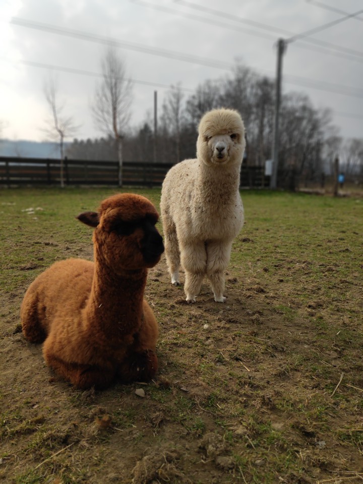 alpaca