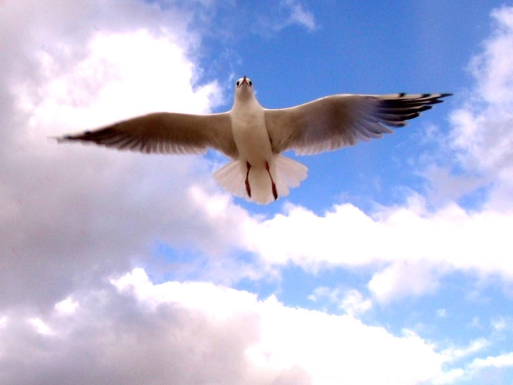 Bird