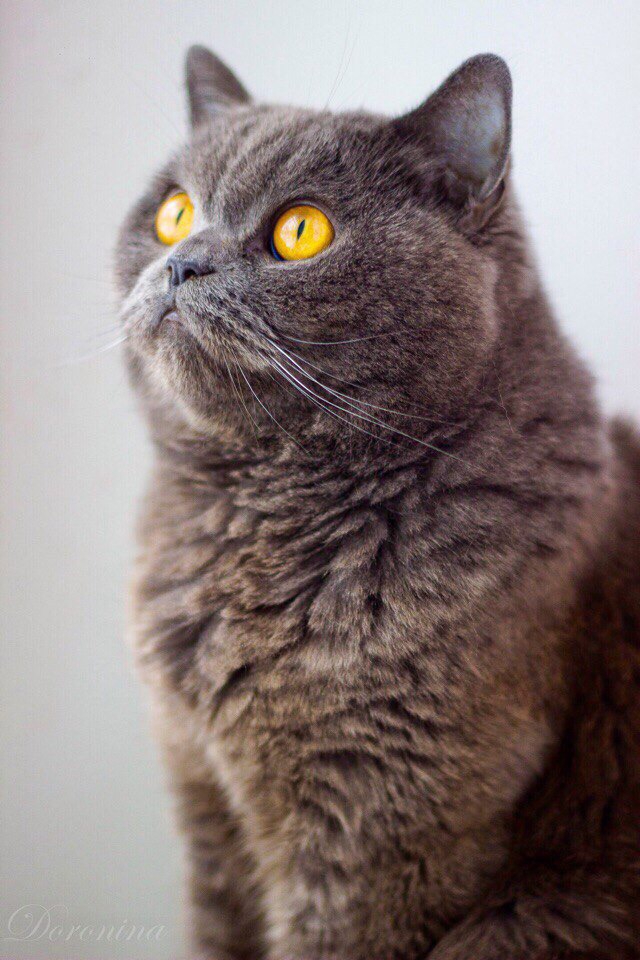 Взгляд