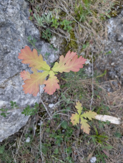 Leaf