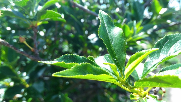 Cherry's tree