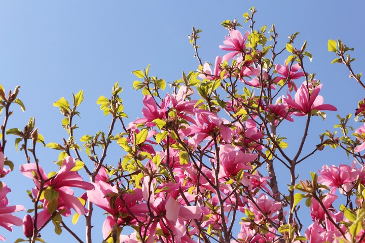 magnolia