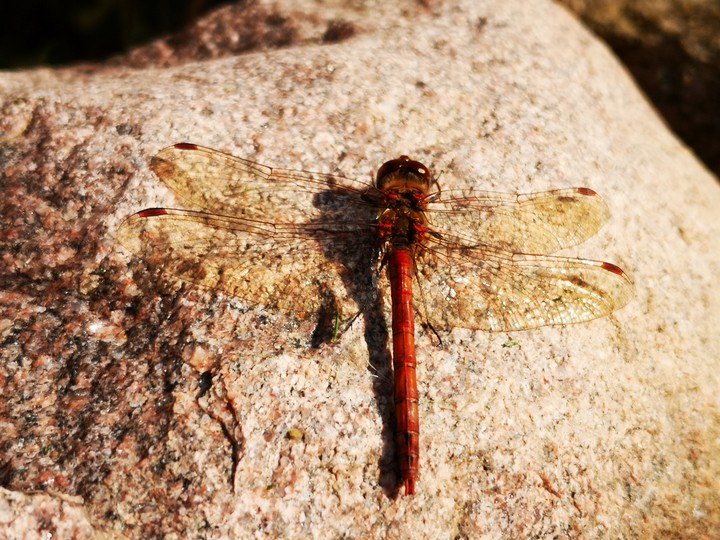 Libelle in der Herbst Sonne