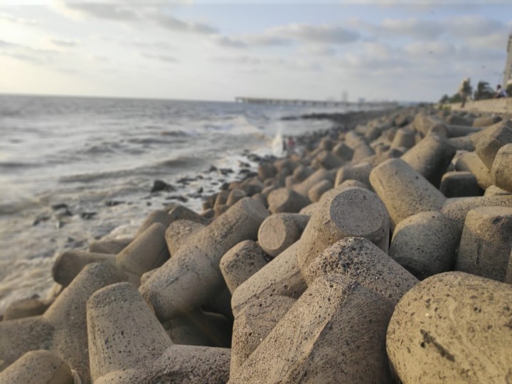 seaface