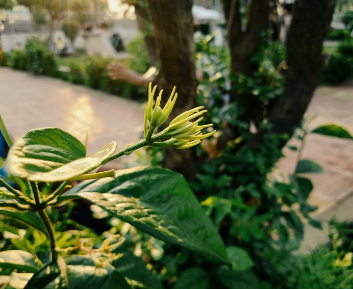 nature club