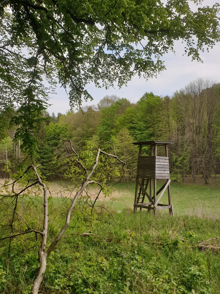 Wald