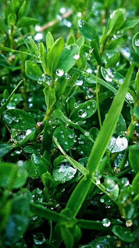 Morning Dew