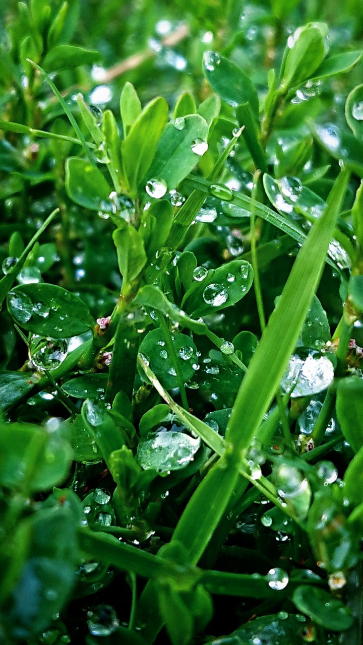 Morning Dew