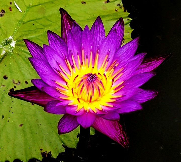 Lotus flower
