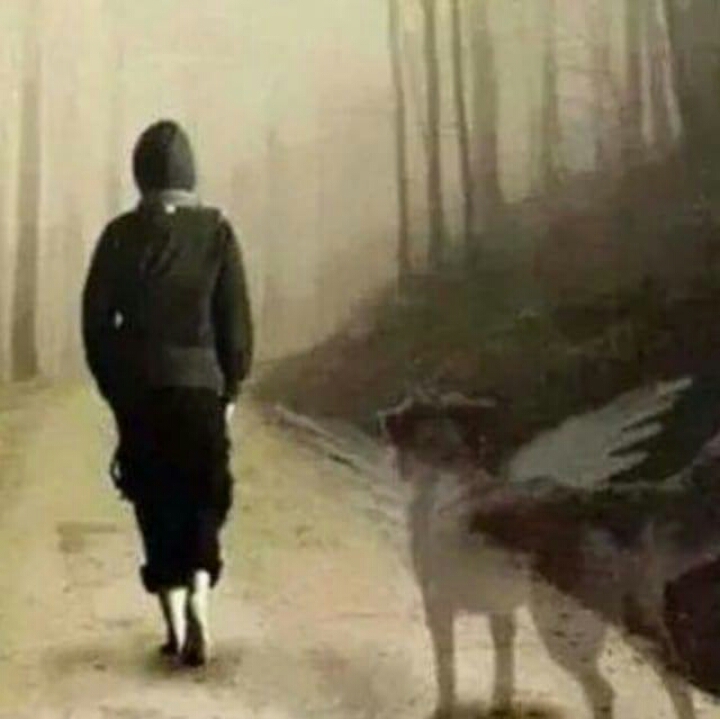 Hunde sind die treuesten Begleiter