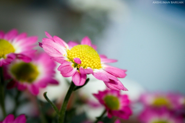 Smiling flowers.