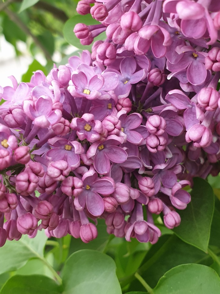violet