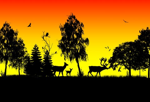 Forest