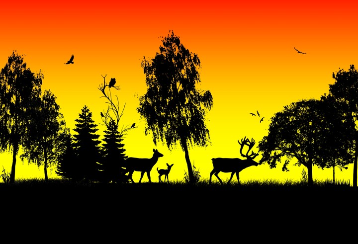 Forest