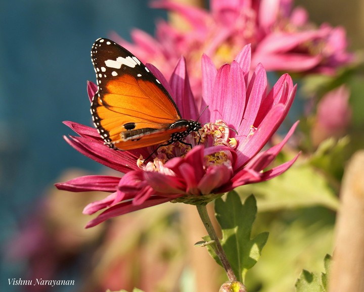 Plain Tiger butterfly
