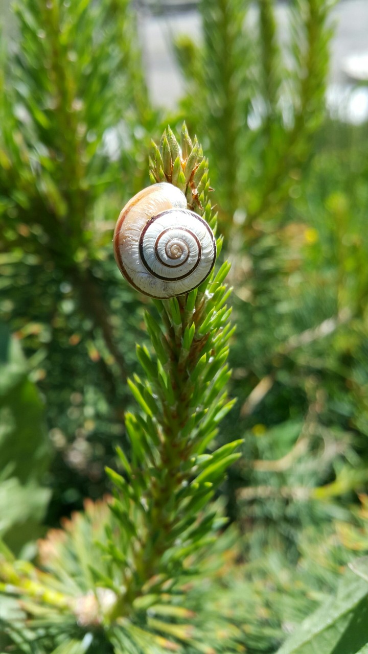 doğa