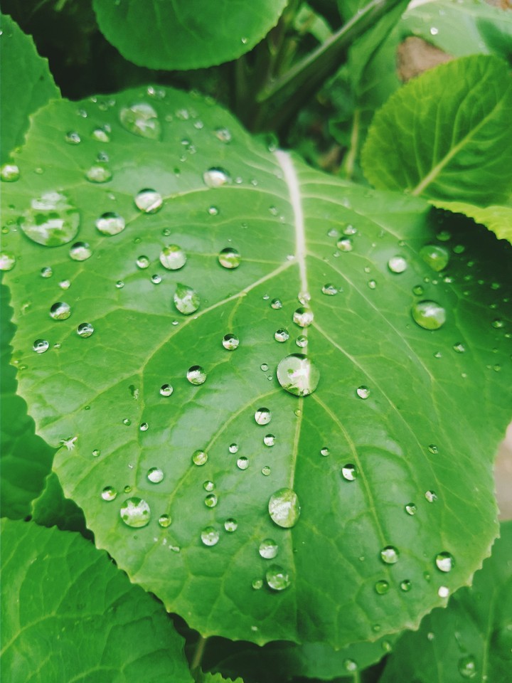 Gotas