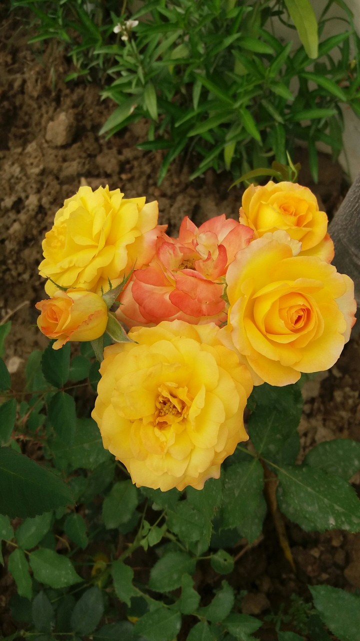 my garden