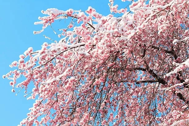 shidare ume  weeping plum