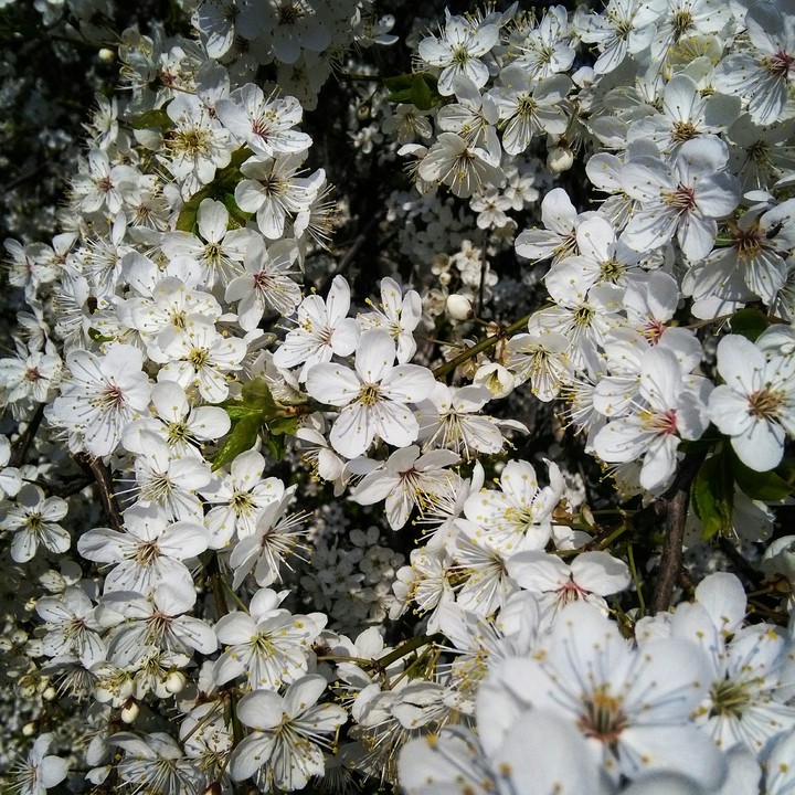 spring