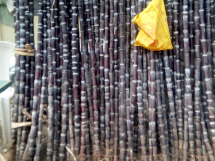 sugarcane