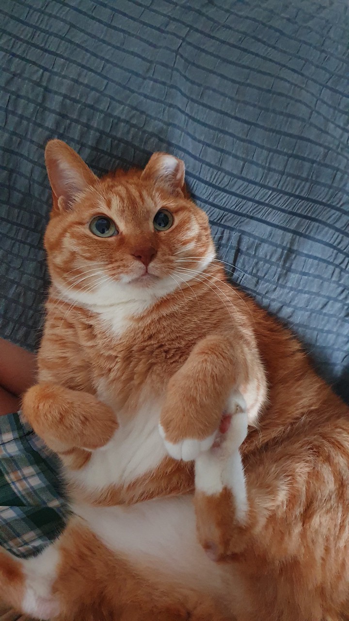 cat